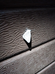 Lepidoptera