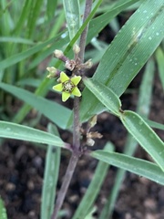 Raphionacme velutina