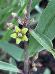 Raphionacme velutina