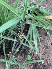 Raphionacme velutina