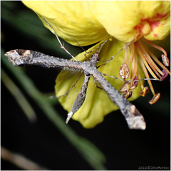 Anstenoptilia marmarodactyla