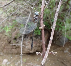 Brechmorhoga praecox