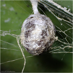 Mastophora cornigera