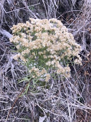Euthamia leptocephala