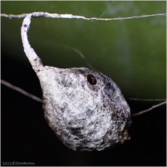 Mastophora cornigera