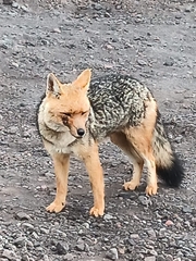 Lycalopex culpaeus andinus