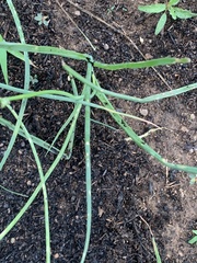 Albuca virens