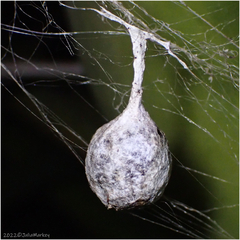 Mastophora cornigera