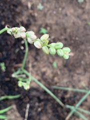 Albuca virens