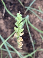 Albuca virens