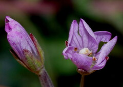 Epilobium hirtigerum