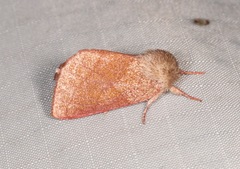 Hyparpax perophoroides