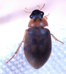 Berosus