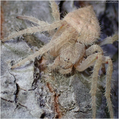 Eriophora edax