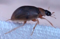 Berosus