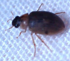 Berosus