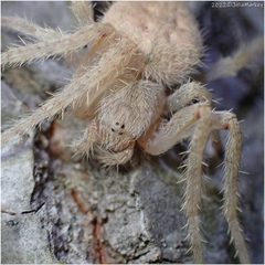Eriophora edax