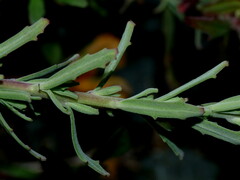 Epilobium hirtigerum