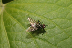 Limnophora