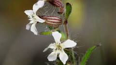 Silene gallica gallica