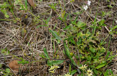 Silene gallica gallica