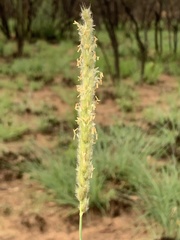 Anthephora pubescens