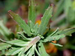 Epilobium hirtigerum