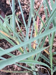 Anthephora pubescens