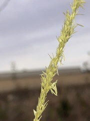 Sporobolus compositus