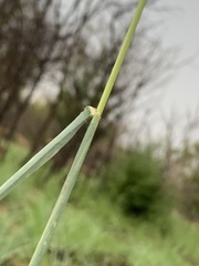Anthephora pubescens