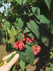 Cestrum fasciculatum