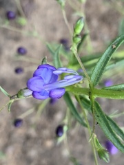 Rotheca louwalbertsii
