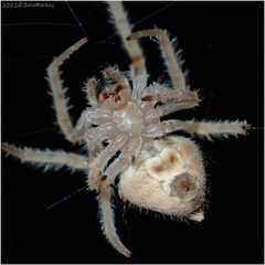 Eriophora edax