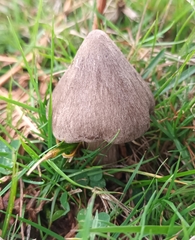 Volvariella