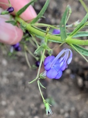 Rotheca louwalbertsii