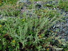 Epilobium hirtigerum