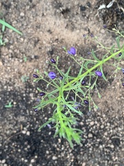 Rotheca louwalbertsii