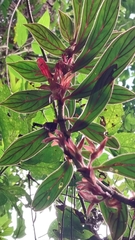 Columnea
