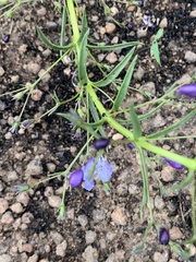 Rotheca louwalbertsii