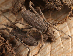 Trogulus tricarinatus