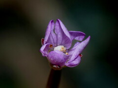 Epilobium hirtigerum