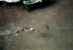 Euphlyctis ehrenbergii