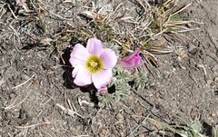 Oxalis enneaphylla