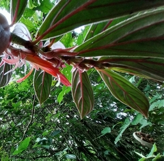 Columnea