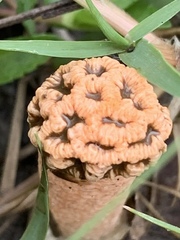 Lysurus periphragmoides