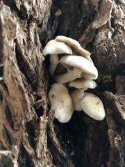 Cyclocybe aegerita