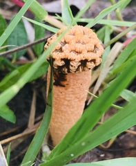 Lysurus periphragmoides