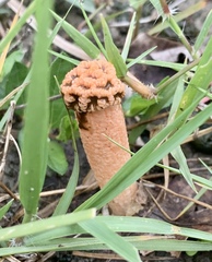 Lysurus periphragmoides