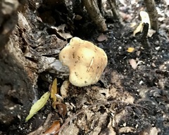 Cyclocybe aegerita