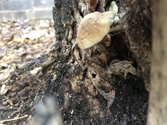 Cyclocybe aegerita